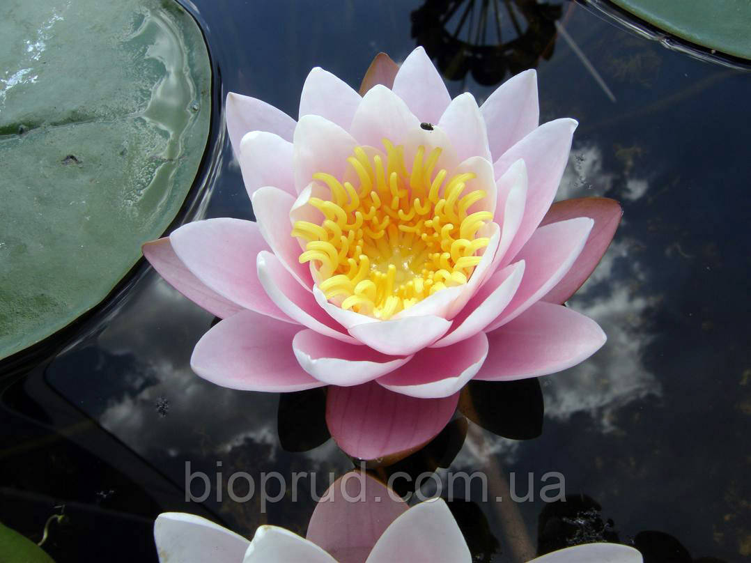 Нимфеи, кувшинки, лилии водяные (розовая) - фото 1 - id-p902161804