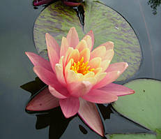 Німфеї, латаття, лілії водяні (персикова)