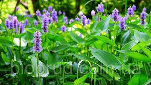 Понтедерія