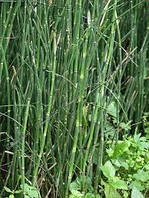 Хвощ зимовий (Камчатський)