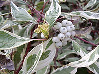 Дерен білий Елегантіссіма (Cornus alba Elegantissima)