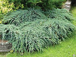 Ялівець лускатий, Juniperus sguamata 'Blue Carpet', 40 см, фото 6