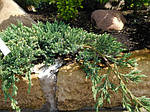 Ялівець лускатий, Juniperus sguamata 'Blue Carpet', 35 см, фото 3