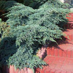 Ялівець лускатий, Juniperus sguamata 'Blue Carpet', 35 см, фото 6
