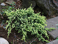 Ялівець лускатий Холгер ( ялівець Juniperus squamata Holger)