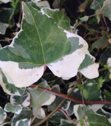 Плющ звичайний Harald 2 річний, Плющ звичайний Гаральд, Hedera helix Harald, фото 2