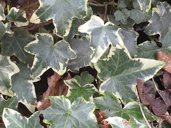 Плющ звичайний Harald 2 річний, Плющ звичайний Гаральд, Hedera helix Harald, фото 2