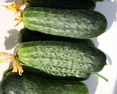 Насіння огірка самозапильного, врожайного "Караоке" F1 (10 насінин) від Rijk Zwaan, Голландія, фото 2
