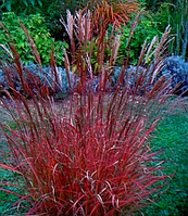 Міскантус китайський Purple Fall 1 рік, Мискантус китайский Парпл Фел, Miscanthus sinensis Purple Fall