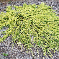 Черенок укорененный Голден Карпет, (Juniperus squamata Golden Carpet)