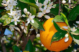 Апельсин474 Невіл (Citrus sinensis 'Washington navel) 65-70 см. Кімнатний