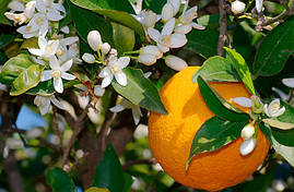 Апельсин474 Невіл (Citrus sinensis 'Washington navel) 75-80 см. Кімнатний
