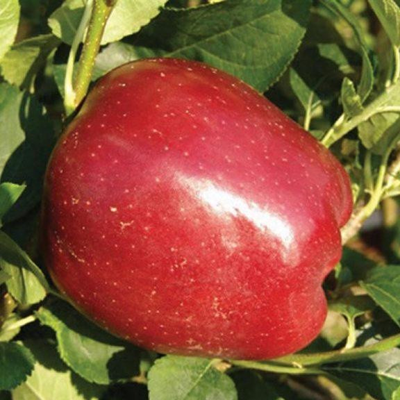 Яблуня Ред Топ (зимня)