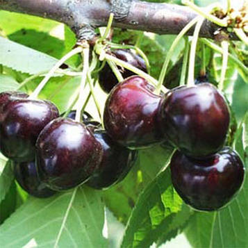 Черешня Самба (р)