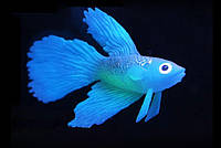 Декор для аквариума Боевая Рыбка Devil Rays синяя