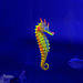 Декор для акваріума Морський коник зелений силіконовий, фото 3