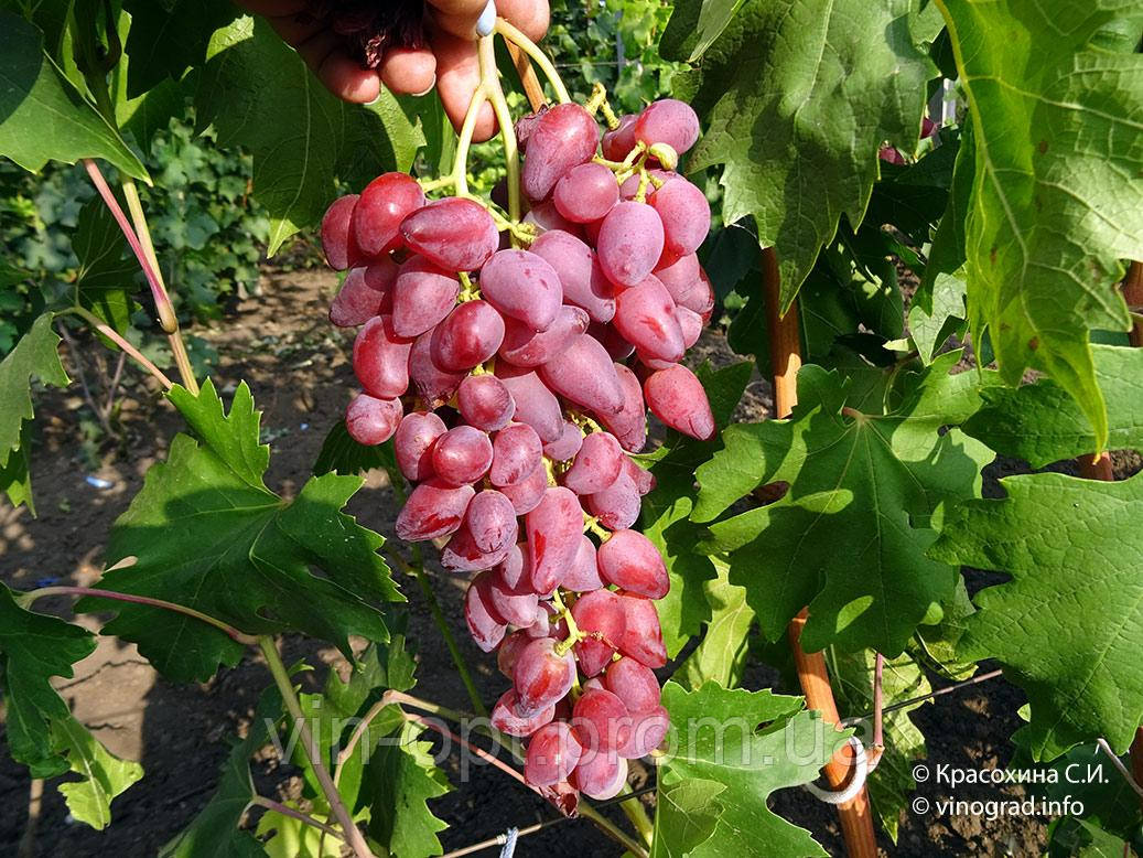 Саджанці винограду Дубівський рожевий (у наявності Весна 2019)