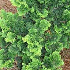 Кипарисовик тупий Contorta 2 річний, Кипарисовик тупой Конторта, Chamaecyparis obtusa Contorta, фото 4