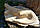 Скульптура з пісковика Ящірка, скульптура для саду з натурального каменю, ручна робота., фото 2