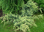 Ялівець лускатий, Juniperus sguamata 'Holger', 50 см, фото 4