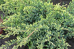 Ялівець лускатий, Juniperus sguamata 'Holger', 50 см, фото 5