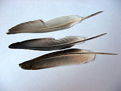 Перо голуба, від 13 до 20 см