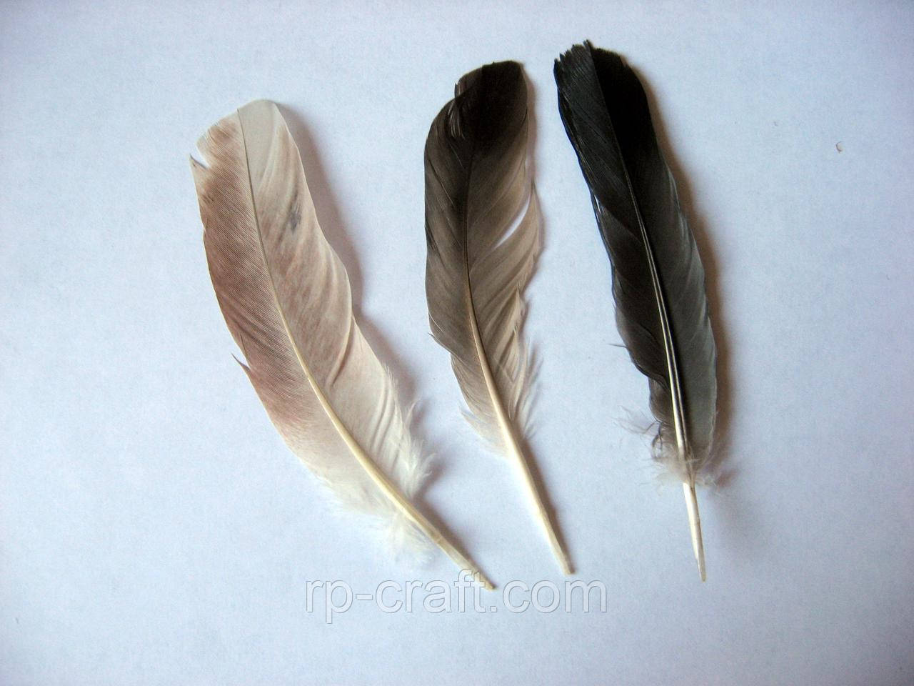 Перо голуба, від 4 до 8 см, фото 1