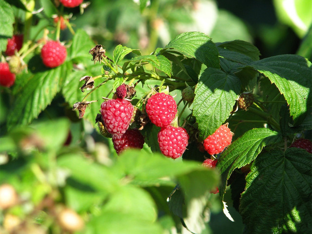саджанці малини, купити саджанці малини
