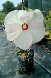 Гібіскус трав'янистий білий OLD YELLA, фото 2