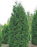 Туя західна Брабант h до 35 см 3 роки, фото 2