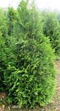 Туя західна Брабант h до 35 см 3 роки, фото 3