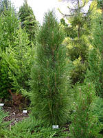 Сосна чорна Зиммер (Pinus nigra 'Zimmer')