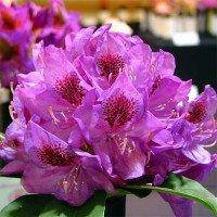 Рододендрон