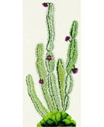 "Cactus" DMC. Набор для вышивания крестом (BK002)