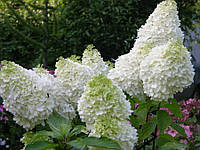 Гортензія волотиста Бобо С3 (Hydrangea paniculata Bobo)