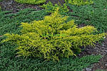 Ялівець середній, Juniperus media 'Gold Star', 50 см., фото 7