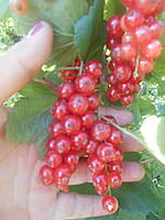 Смородина червона " Ровада", саджанці двохрічні , голий корінь.