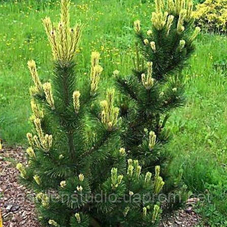 Сосна горная Поль Малетер (Pinus mugo Pal Maleter) - фото 1 - id-p905260243