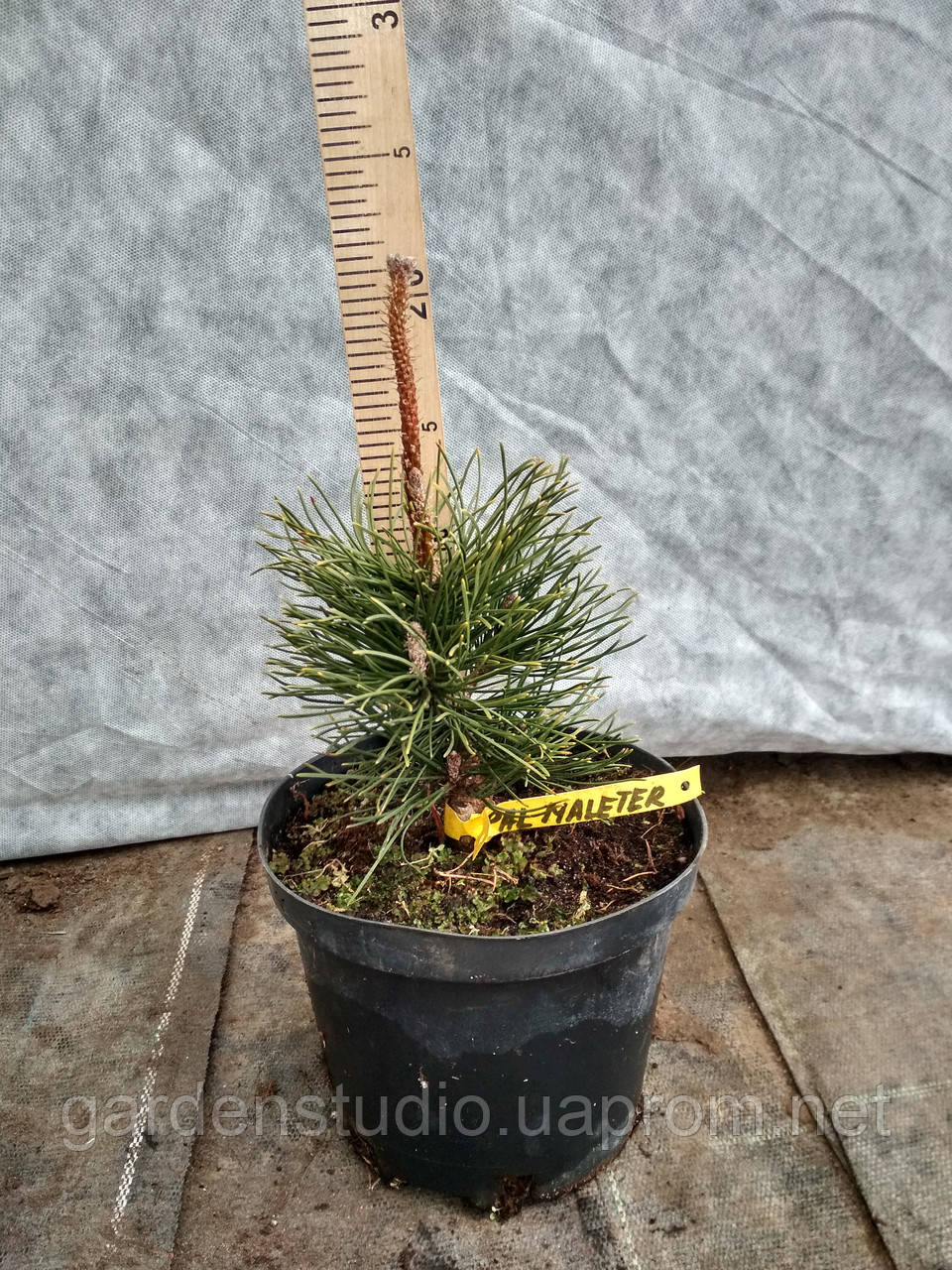 Сосна горная Поль Малетер (Pinus mugo Pal Maleter) - фото 2 - id-p905260243