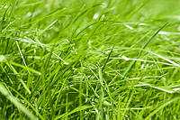 Один із перевірених способів позбавлення від бур'янів при вирощуванні газонної трави.