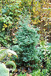 Кипарисовик горохоплодный, Chamaecyparis pisifera 'Boulevard', 60 см, фото 6