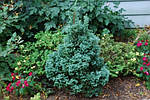 Кипарисовик горохоплодный, Chamaecyparis pisifera 'Boulevard', 60 см, фото 7