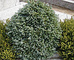 Кипарисовик горохоплодный, Chamaecyparis pisifera 'Boulevard', 60 см, фото 7