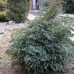 Кипарисовик горохоплодный, Chamaecyparis pisifera 'Boulevard', 60 см, фото 8