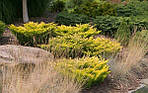 Ялівець горизонтальний лаймглоу, Juniperus horizontalis 'Limeglow', 30 см, фото 7
