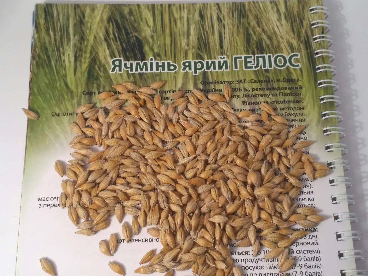 Ярий ячмінь Геліос для Степу Лісостепу. Середньоранній ячмінь Геліос високоврожайний 55-60 ц/га. Еліта