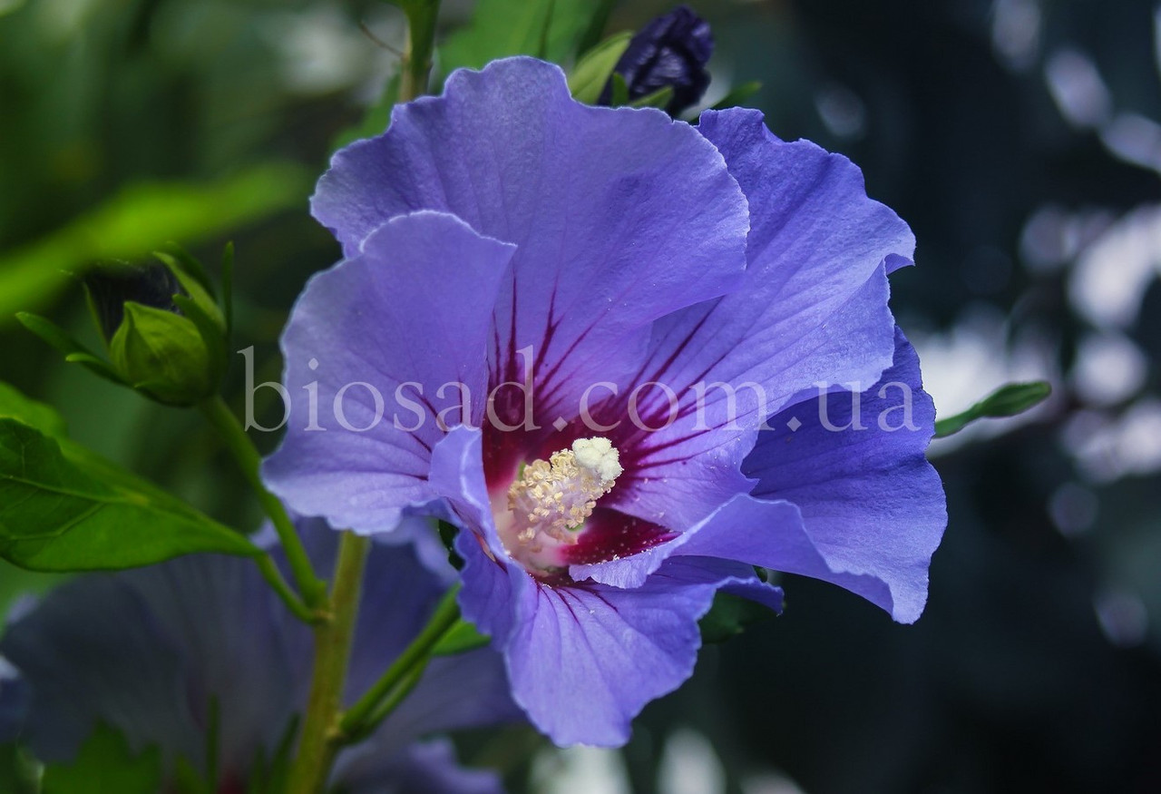 Гібіскус сирійський Oiseau Bleu (Blue Bird)