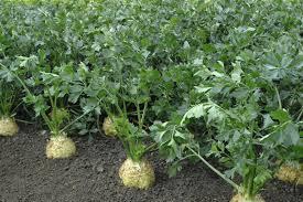 Діамант / Diamant селера коренева 10 тис.нас Bejo Zaden, фото 1