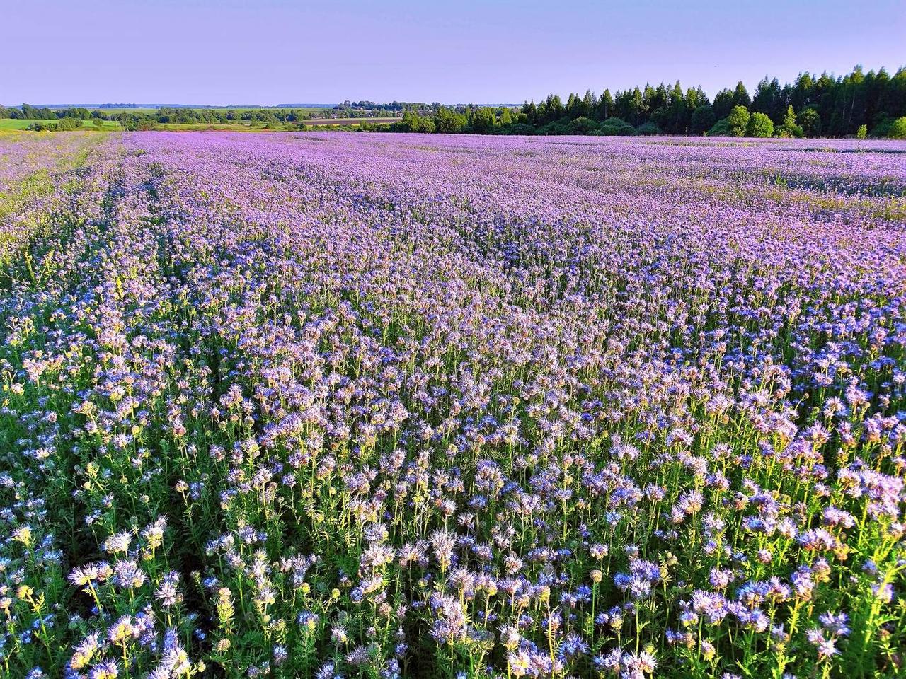 Фацелія 500 г, фото 1