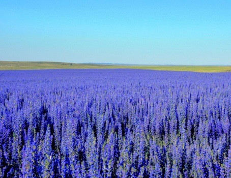 Синяк звичайний 500 г, фото 1